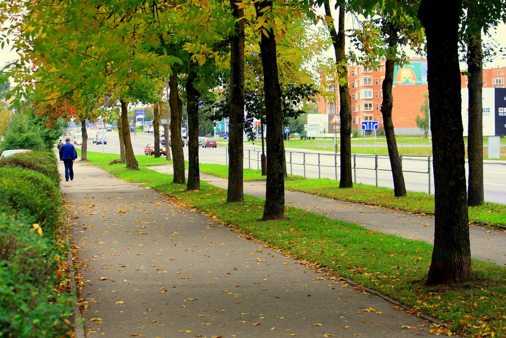 Have a fall tree leaves,..already autumn... by augustinasplikis