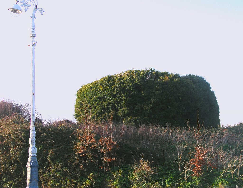 Martello Tower overgrown with ivy by Jane Palmer