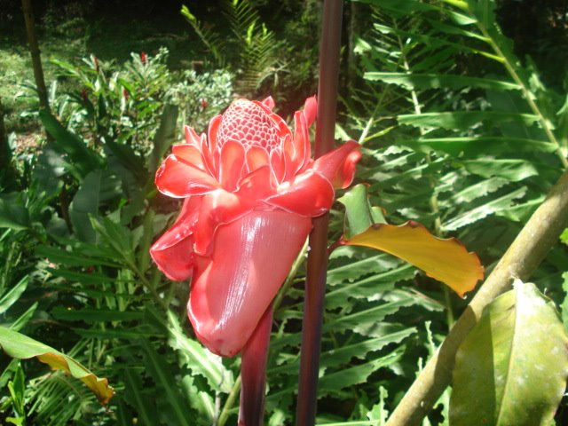 Jardin botanico san jorge - baston del emperador by haotarrak