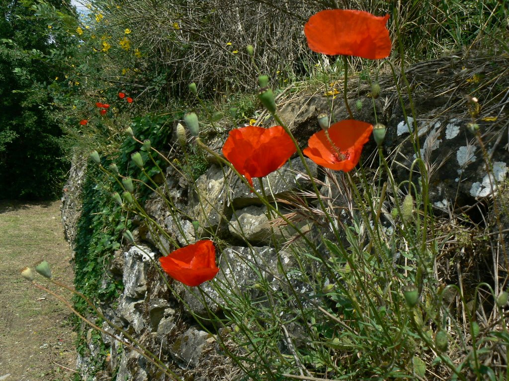 Mohn by Bea und Uwe