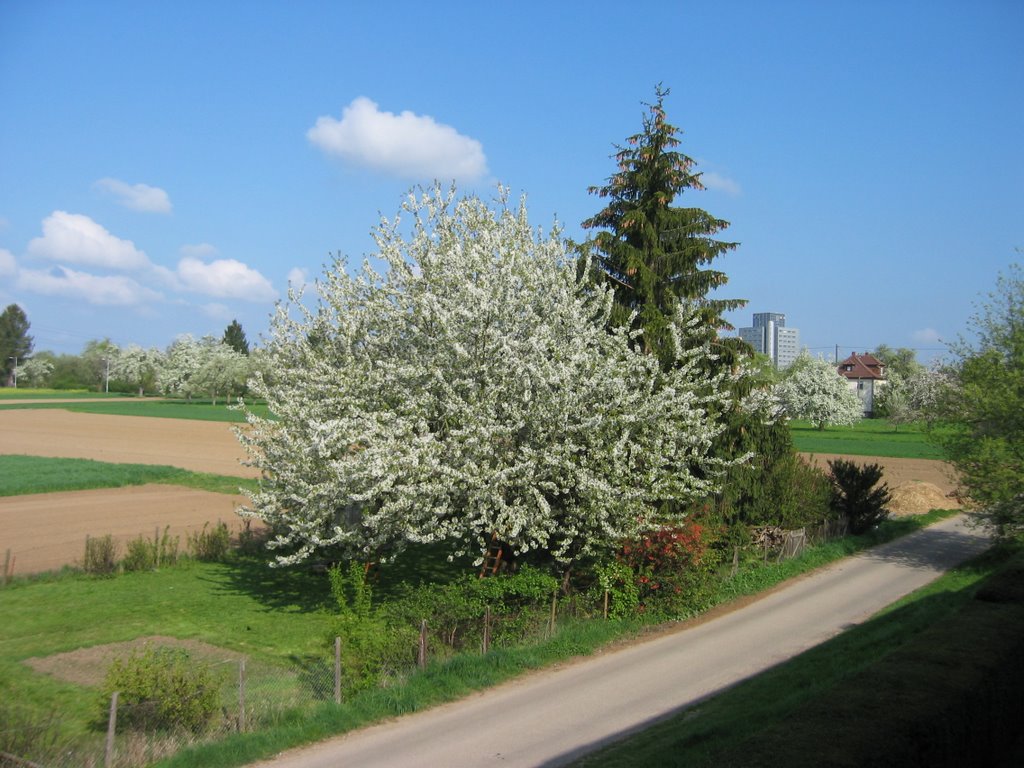 Kirschblüte an der Udamstr. by michaf