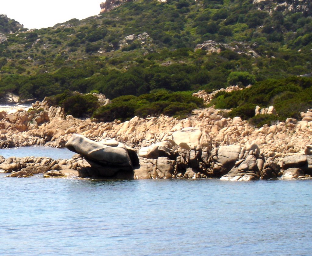 BUDELLI, Crocodile rock by LIDO PIERUCCI