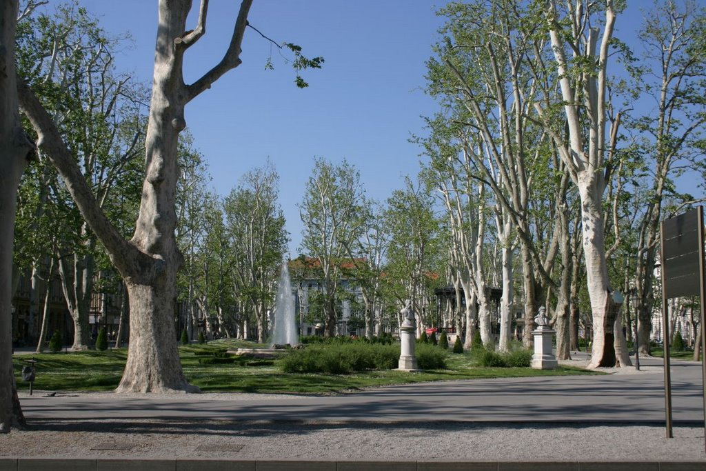 Plane trees by MBagyinszky