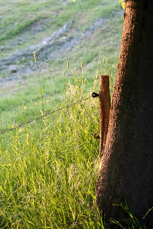 Baum im Sonnenuntergang by enschomatik