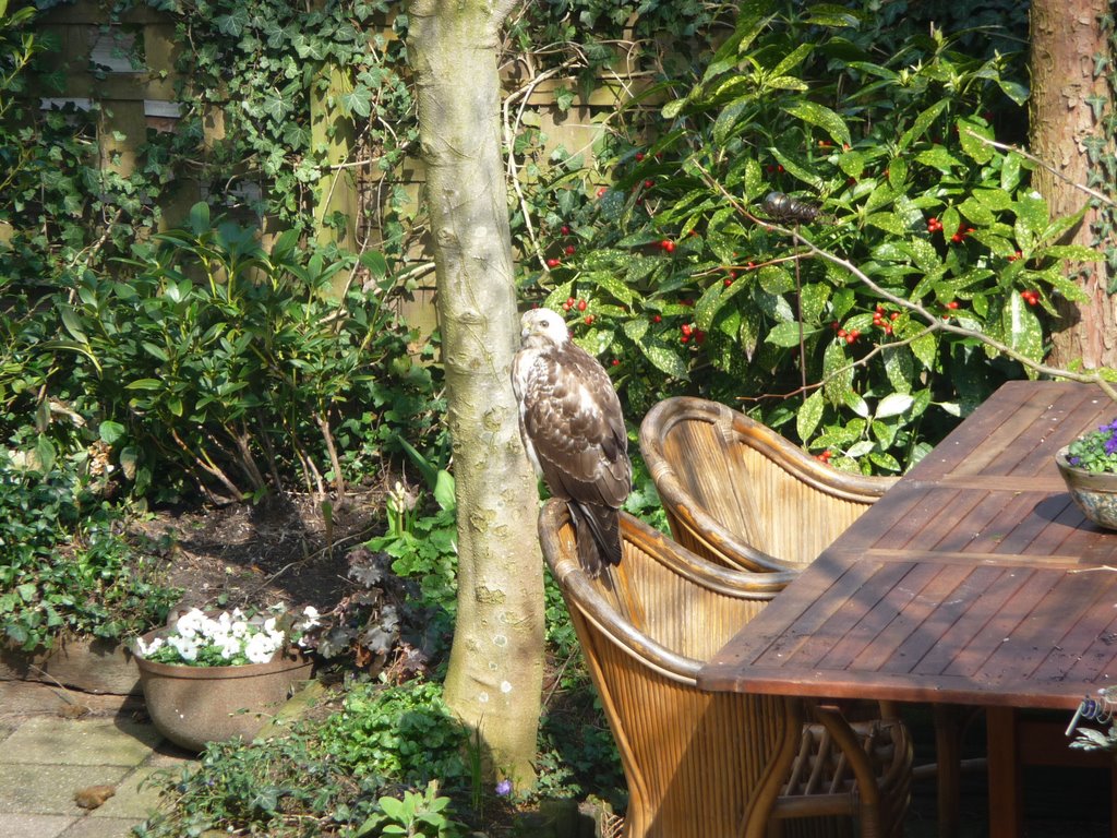 Common Buzzard in the garden by cormensink