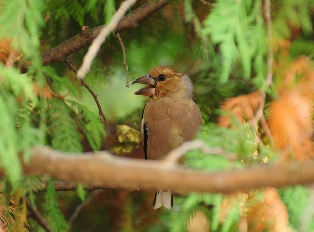 Meggyvágó (Coccothraustes coccothraustes) by Daniel Balázs Harcz