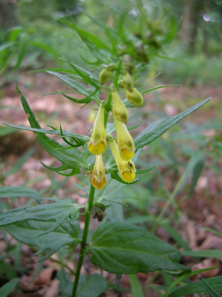 De hengel (Melampyrum pratense) by kardolus