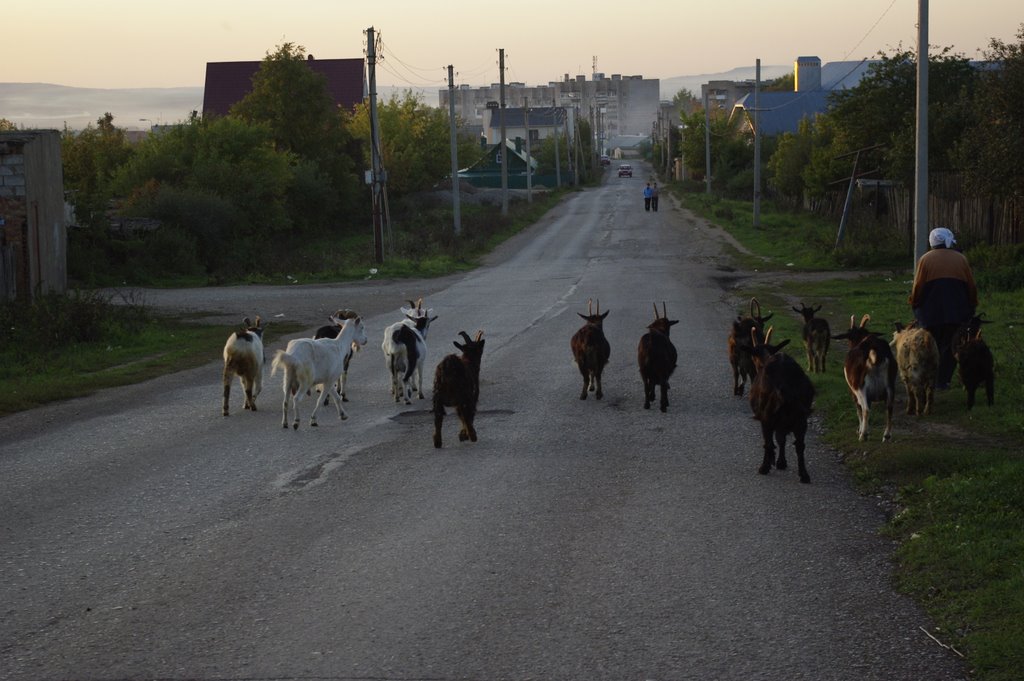 Goats in Oktyabrskiy city, Bashkortostan, Russia by serjio2000