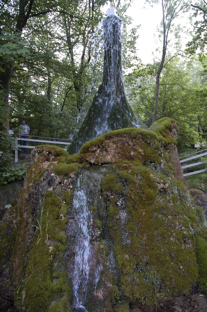 Wasserbaum in Ockensen by Uwe Gehring