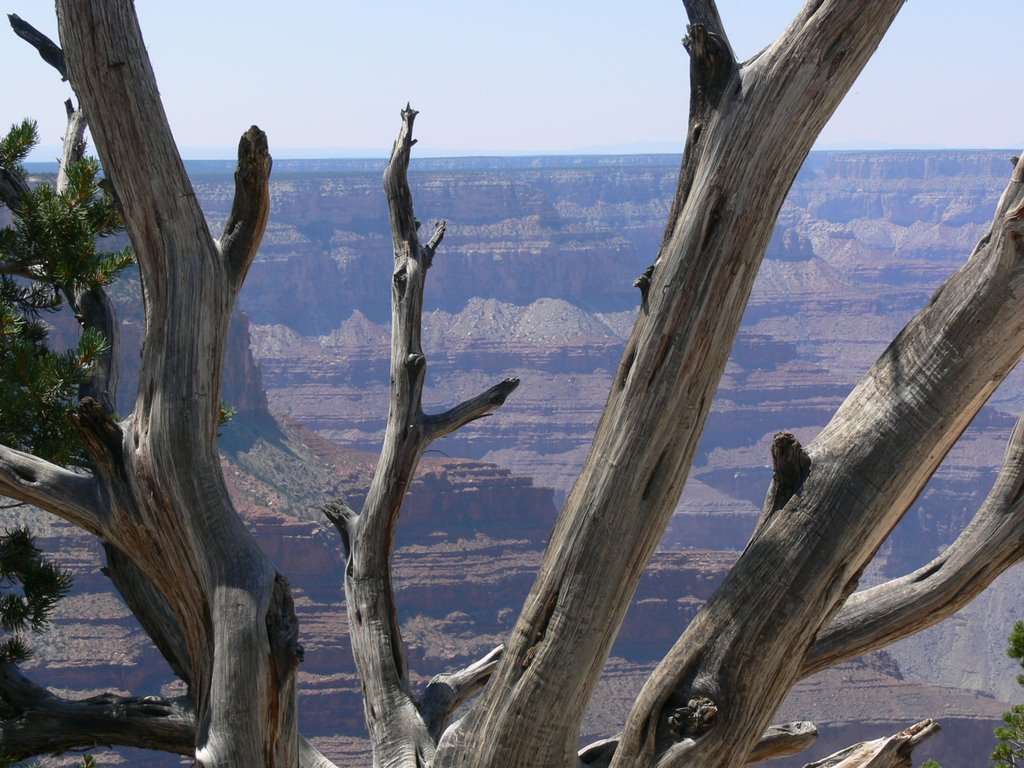 Grand Canyon South Rim, AZ by J.gumby.BOURRET