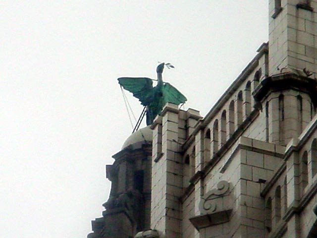 Liver Bird by kanegen