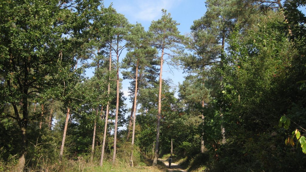 Forest road by janmatthieu