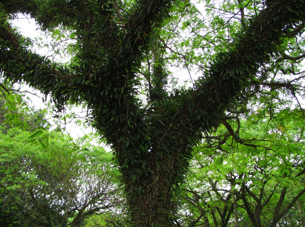 Verde - Cidade Universitária/USP - São Paulo, SP, Brasil. by André Bonacin