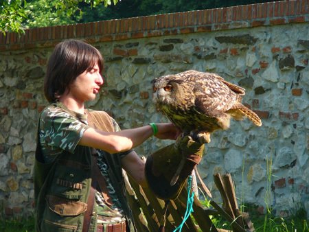 Owl in Cerveny Kamen by Andrej Stancik