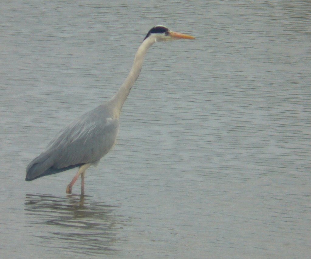 Heron, Martin Mere by Laura_C