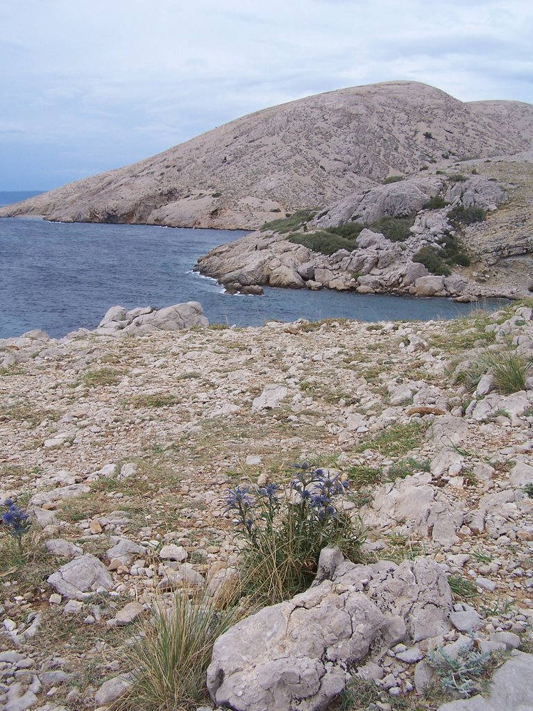 Fiori blu con rocce sul mare by Riccardo Cella