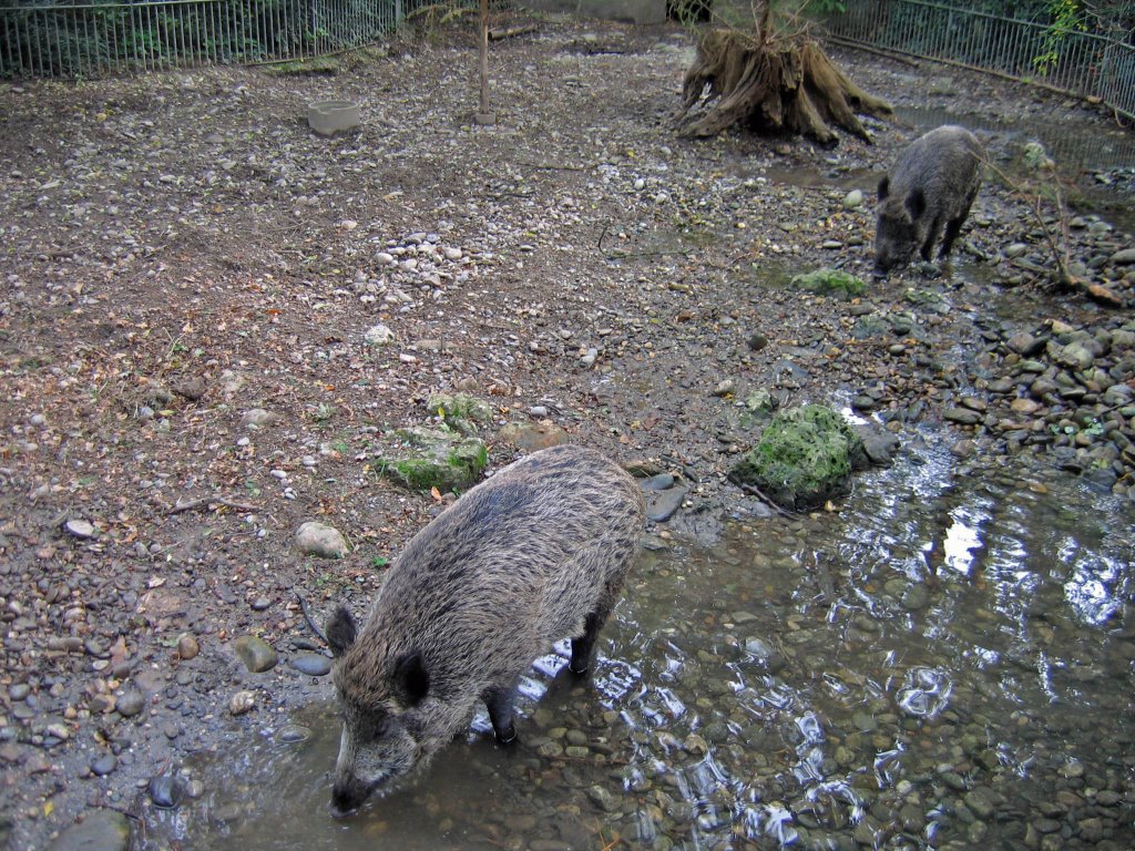 Wildschwein Zoo Basel by S.Abt