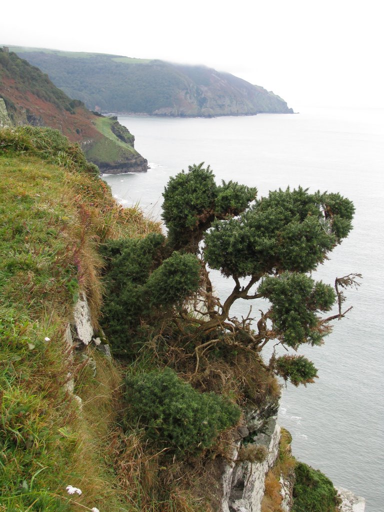 Hanging off the cliff at The Valley of Rocks near Lynton, Devon. by David Booth