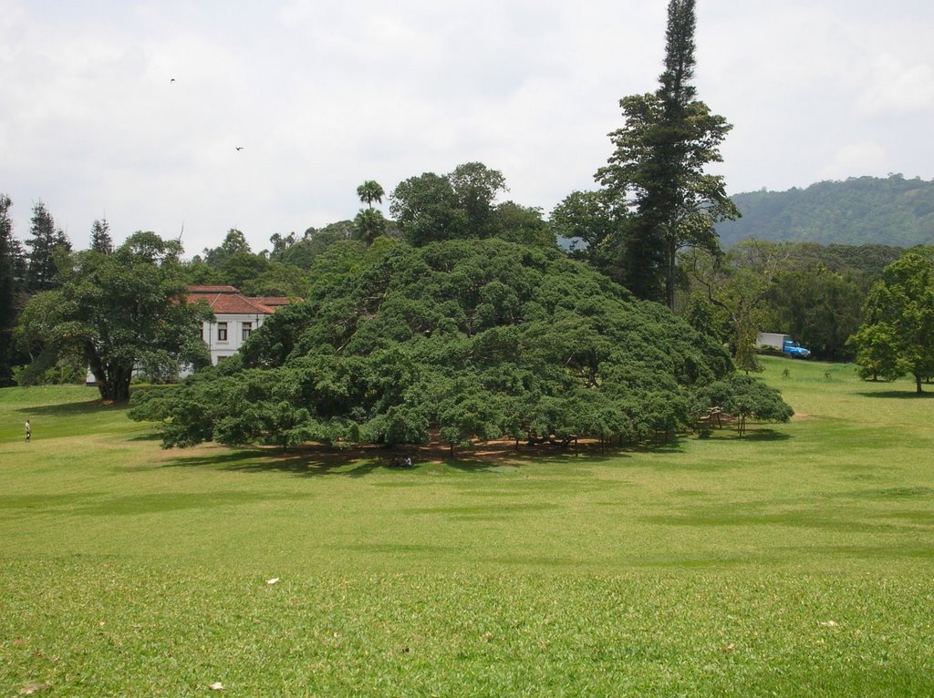 Giardino Botanico Ficus 2004 by jones66