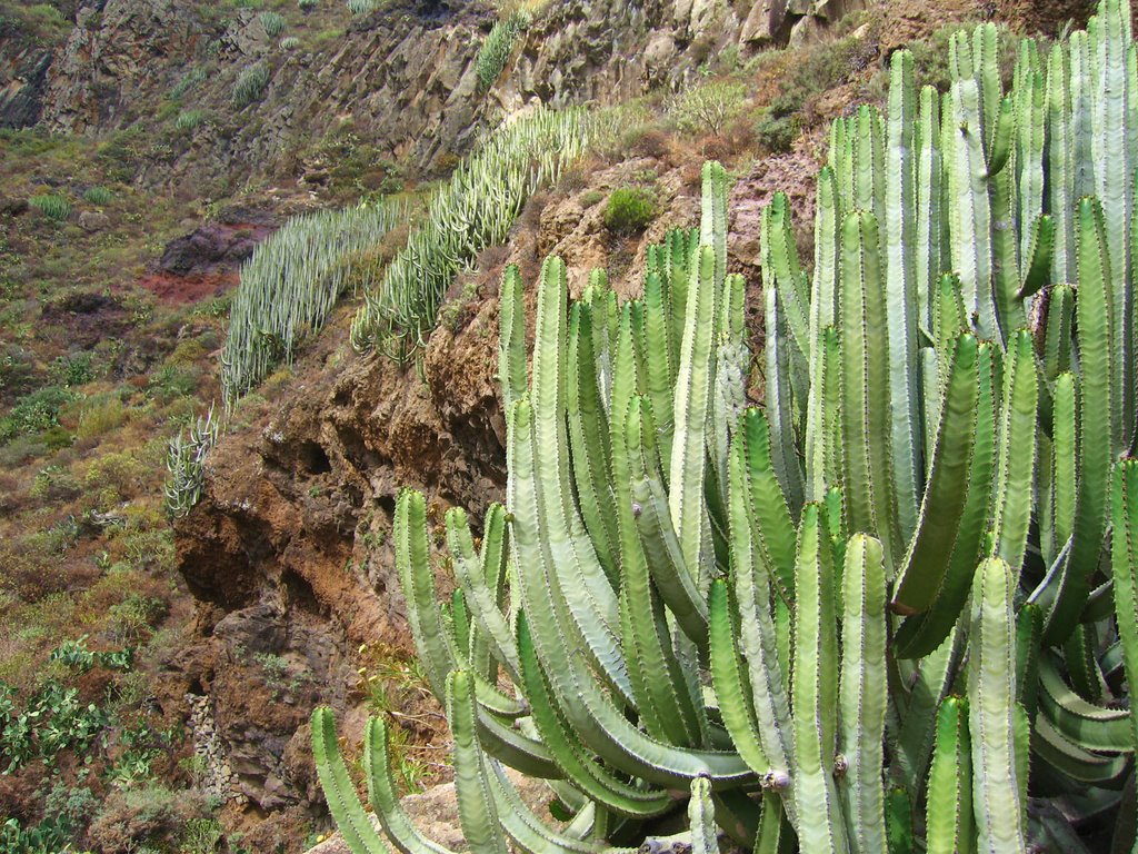 Cactus presso Bco. De Roque Bermejo - Tenerife by ANDREA GERVASONI