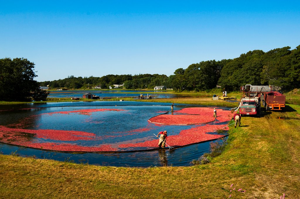 Cranberry Harvest - Wet Harvest by robert manz