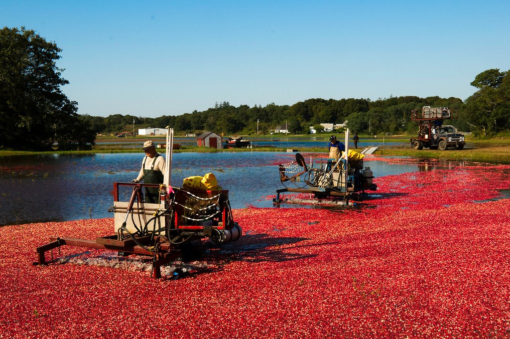 Cranberry Harvest - Shake the Berries Loose by robert manz