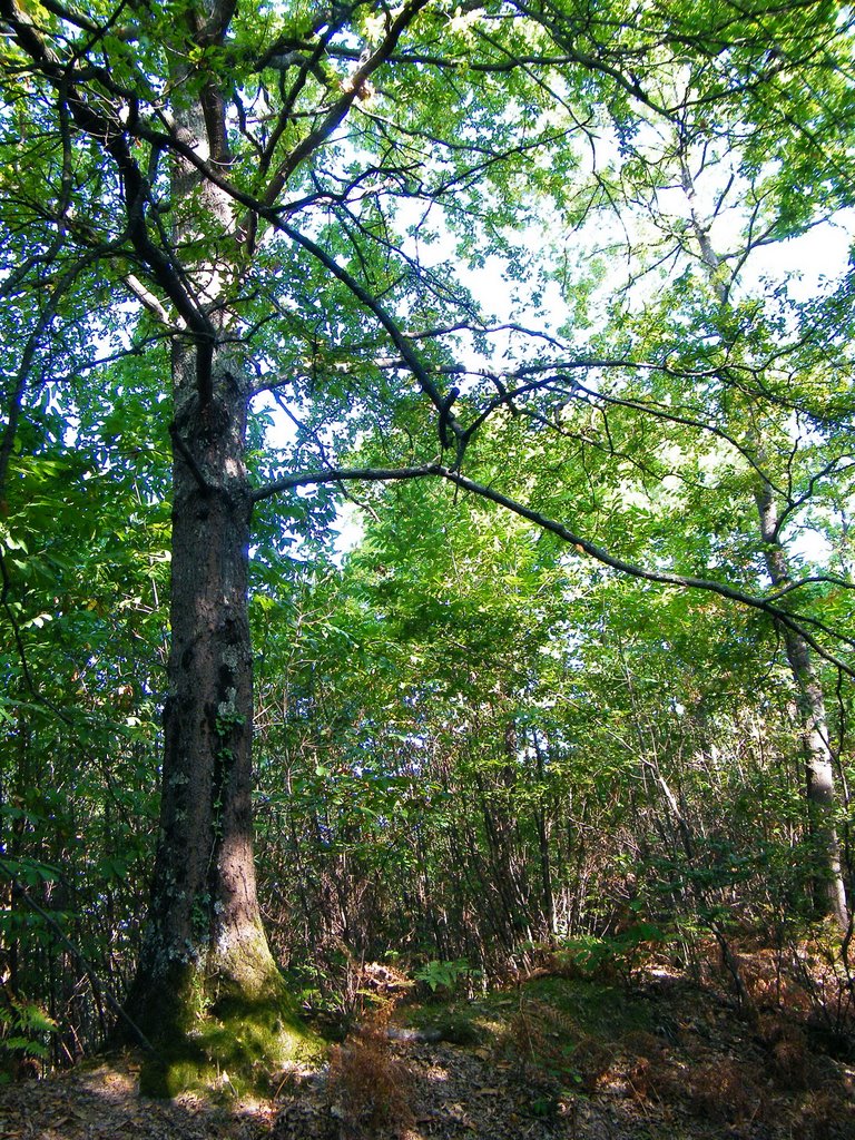 Quercia by bacogi*luigicappetti