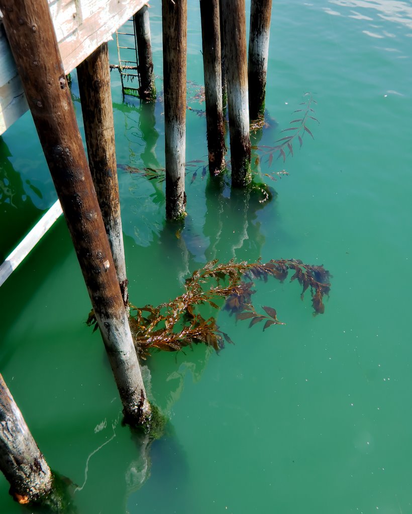 Harford Pier by Chompers