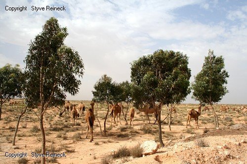 Camels in Djerba by Styve Reineck