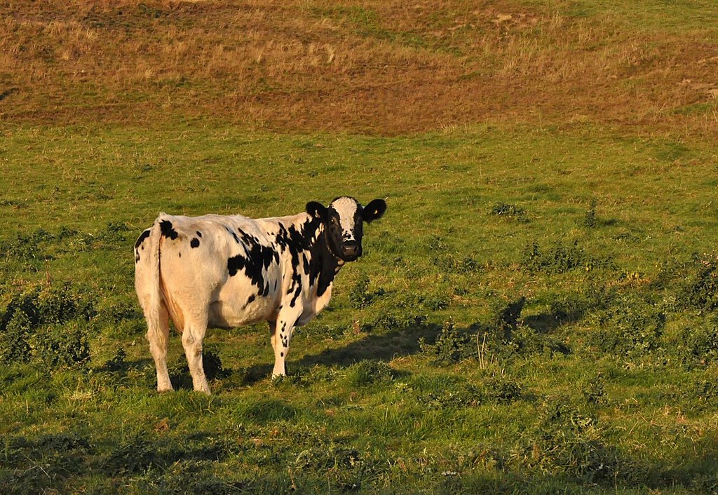 Cow by David Humphreys