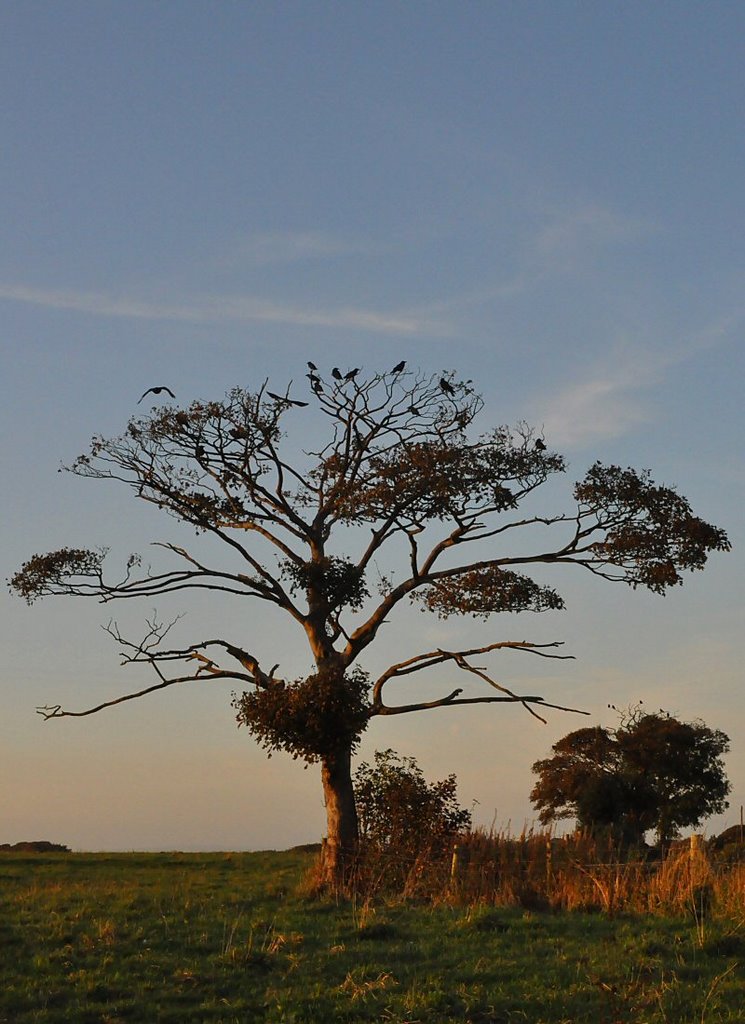 Rooks by David Humphreys