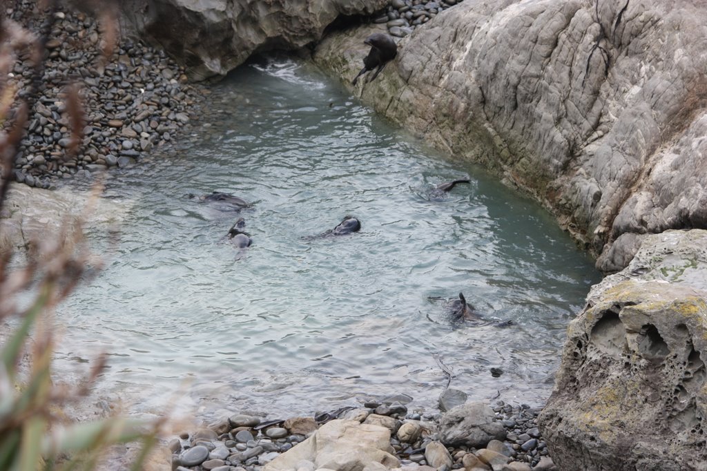 Baby Seals Playing by Steve Busson