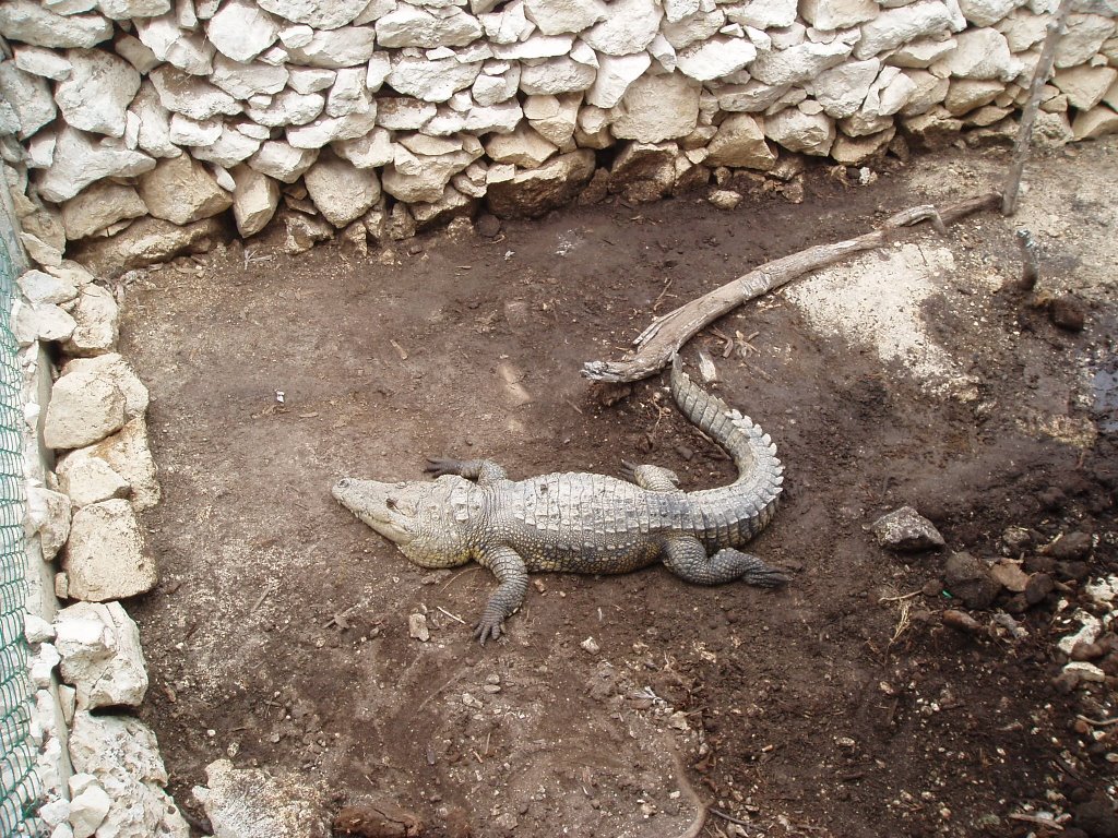 Grand Palladium - Crocodile by Thomas Leupold