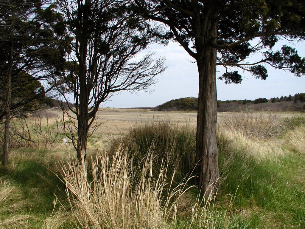 Cape Grass by klangheld