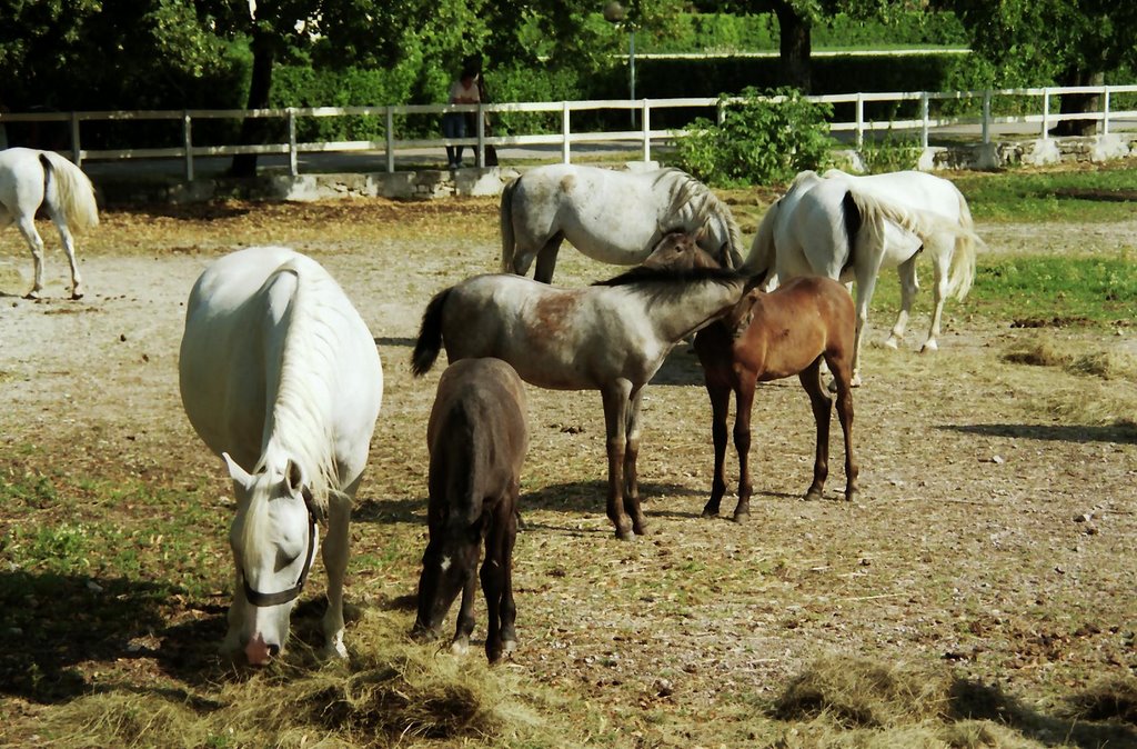 Genuine Lipicaners, July, 1994, Pic. No. IV. by Zbynda