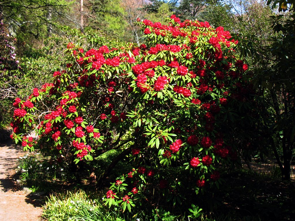 Inverewe Gardens Scotland by Calroy