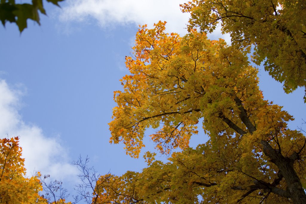 Fall at SJU by kdkirwin