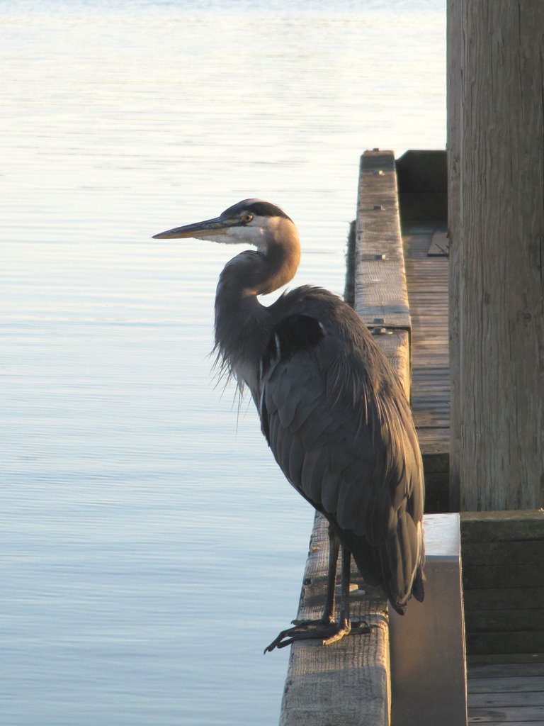 Great Blue Heron by seabow