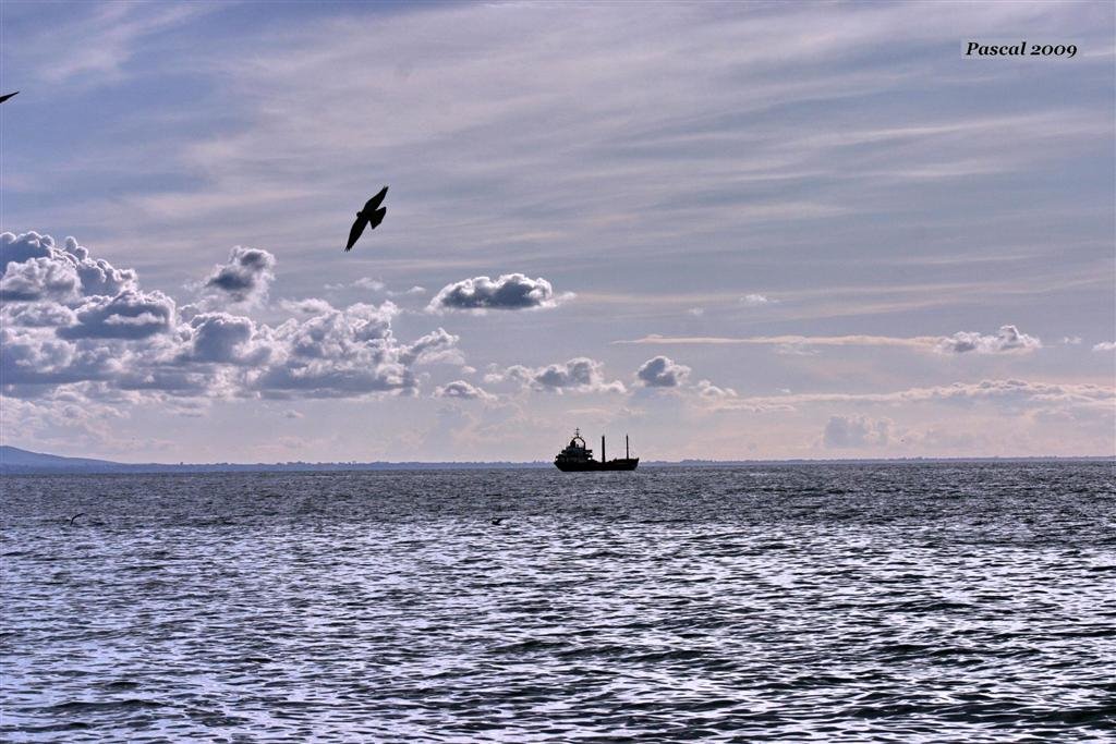 SHIPS & BIRDS IN PATRAS by Πασχάλης Μπάσης PASCAL