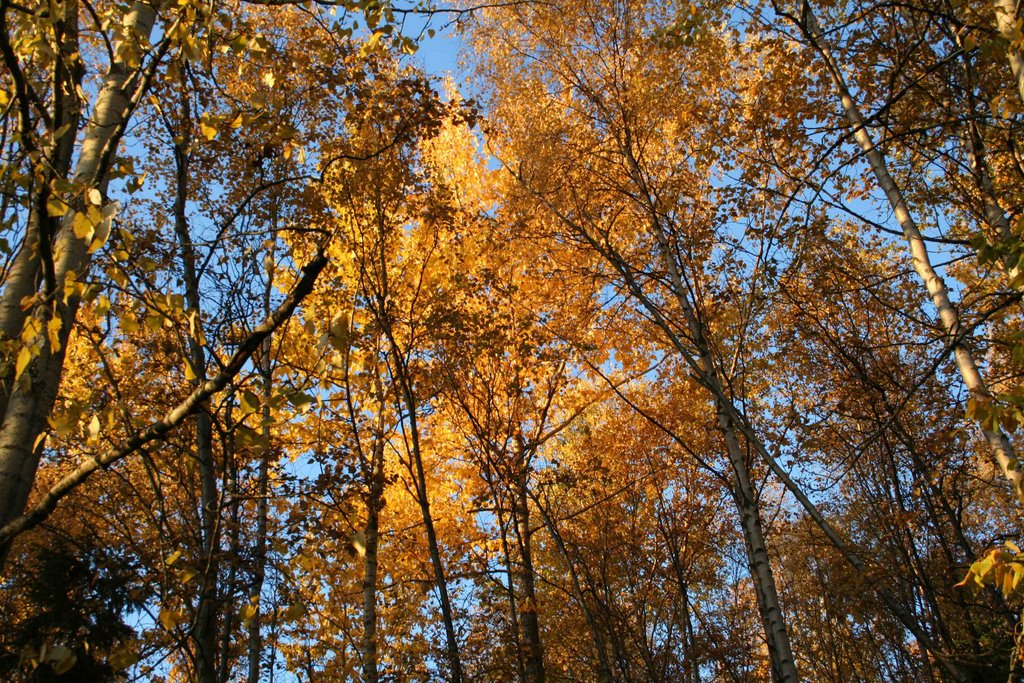 Fall Leaves in Anchorage by marcia howell