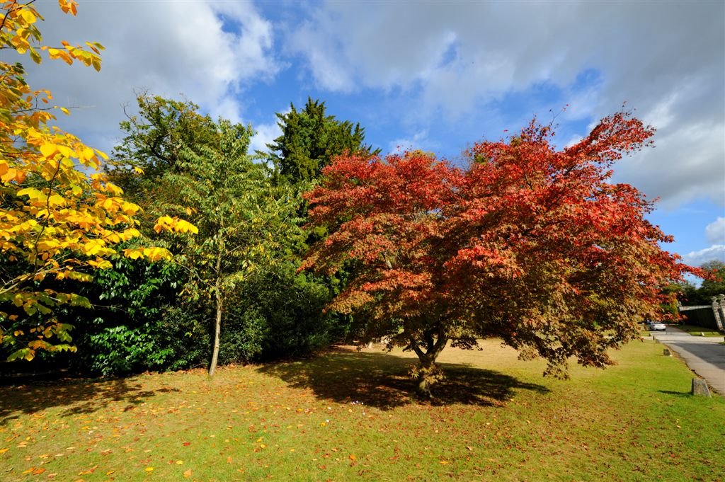 Autumn Colours at Cliveden by Nick Weall