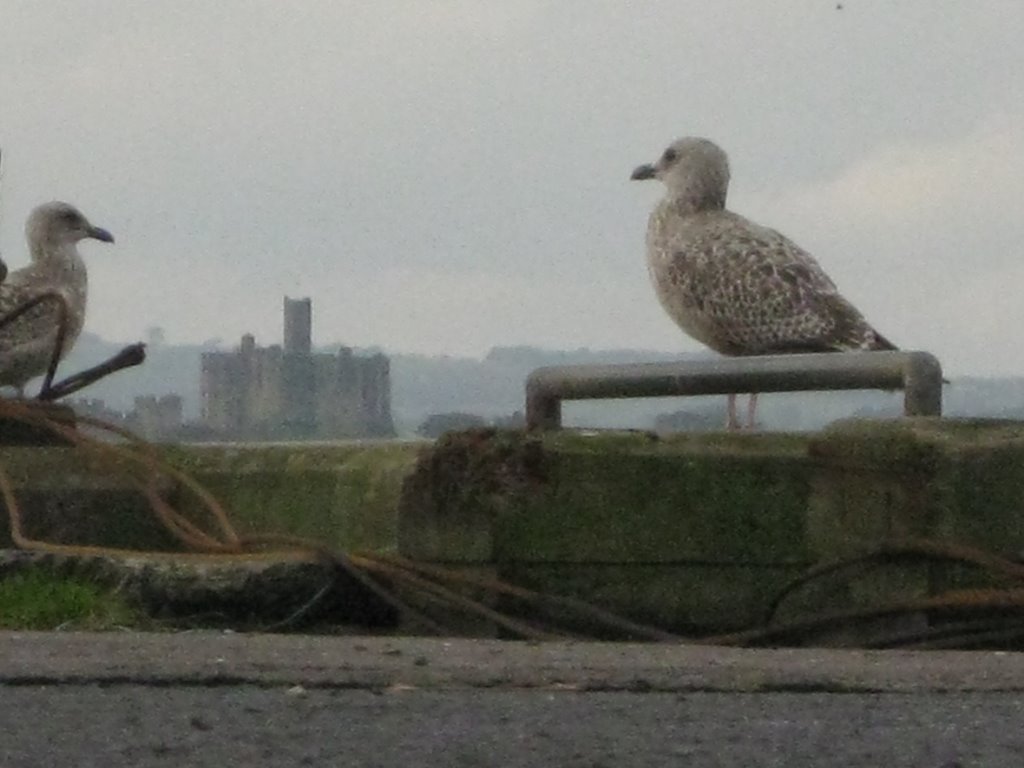 Warkworth Castle, gulls eye view by Sidmotor