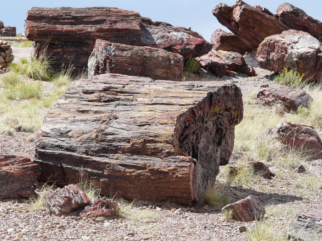 RAINBOW FOREST MUSEUM TRAIL, PETRIFIED FOREST by tlposcharsky