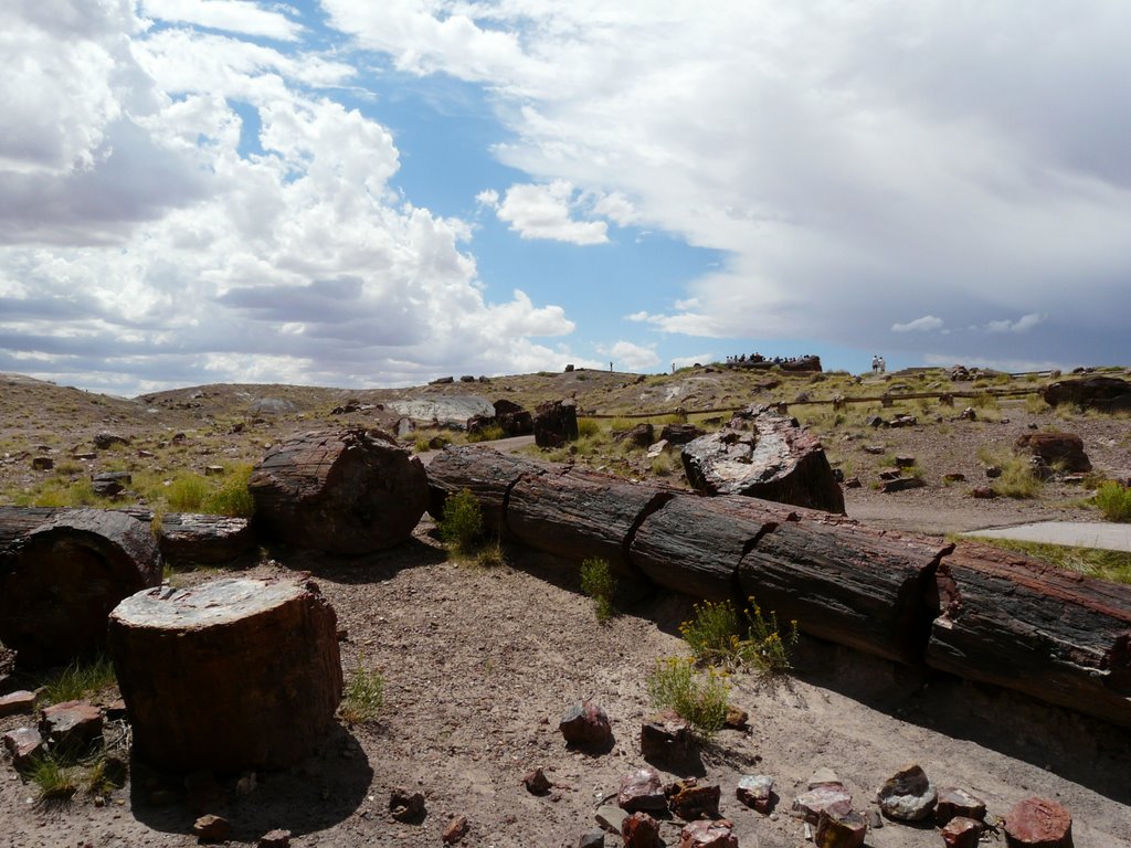 RAINBOW FOREST MUSEUM TRAIL, PETRIFIED FOREST by tlposcharsky