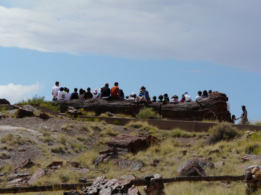 RAINBOW FOREST MUSEUM TRAIL, PETRIFIED FOREST by tlposcharsky