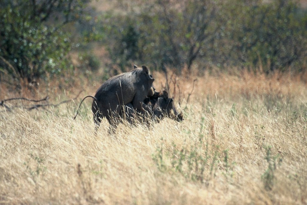 Love in Ruaha National Park by michpol