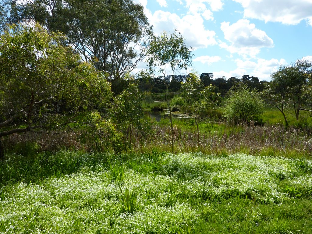 Dandenong Creek Trail - Pond near Morack Golf Course by kbarnfather