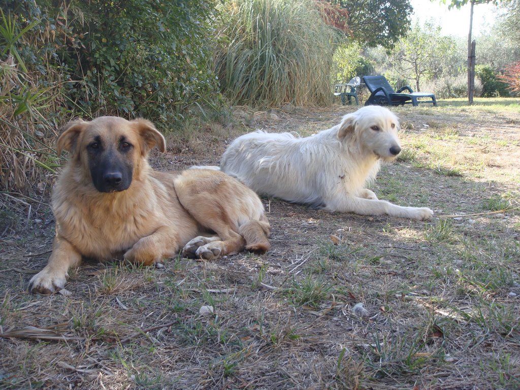 Two Guard dogs by wvdmolen