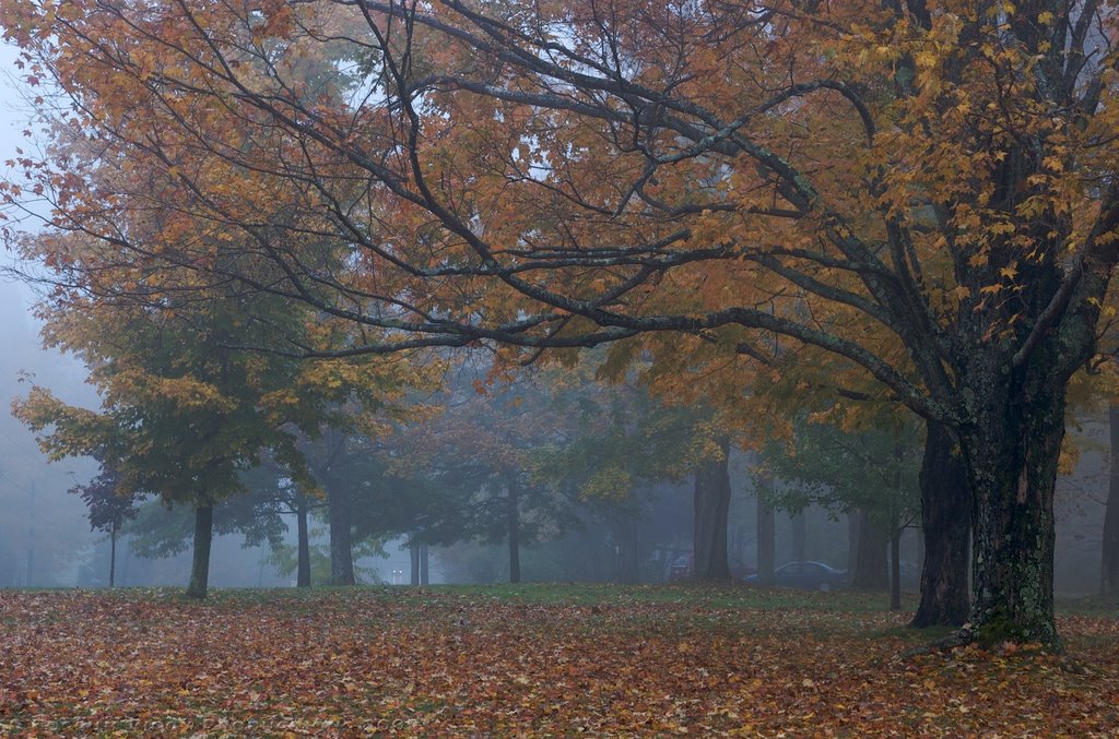 Petersham Town Common by possum66