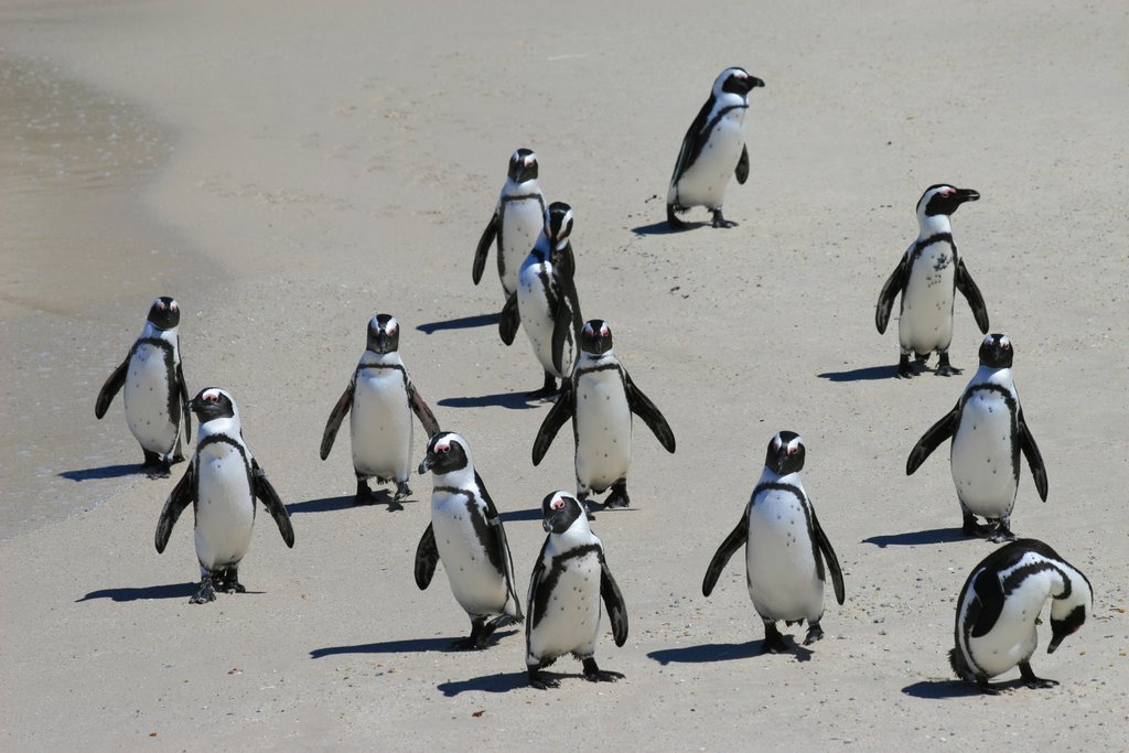 Boulders Beach, Jackass Penguins, Been Fishing ! by Huw Lewis